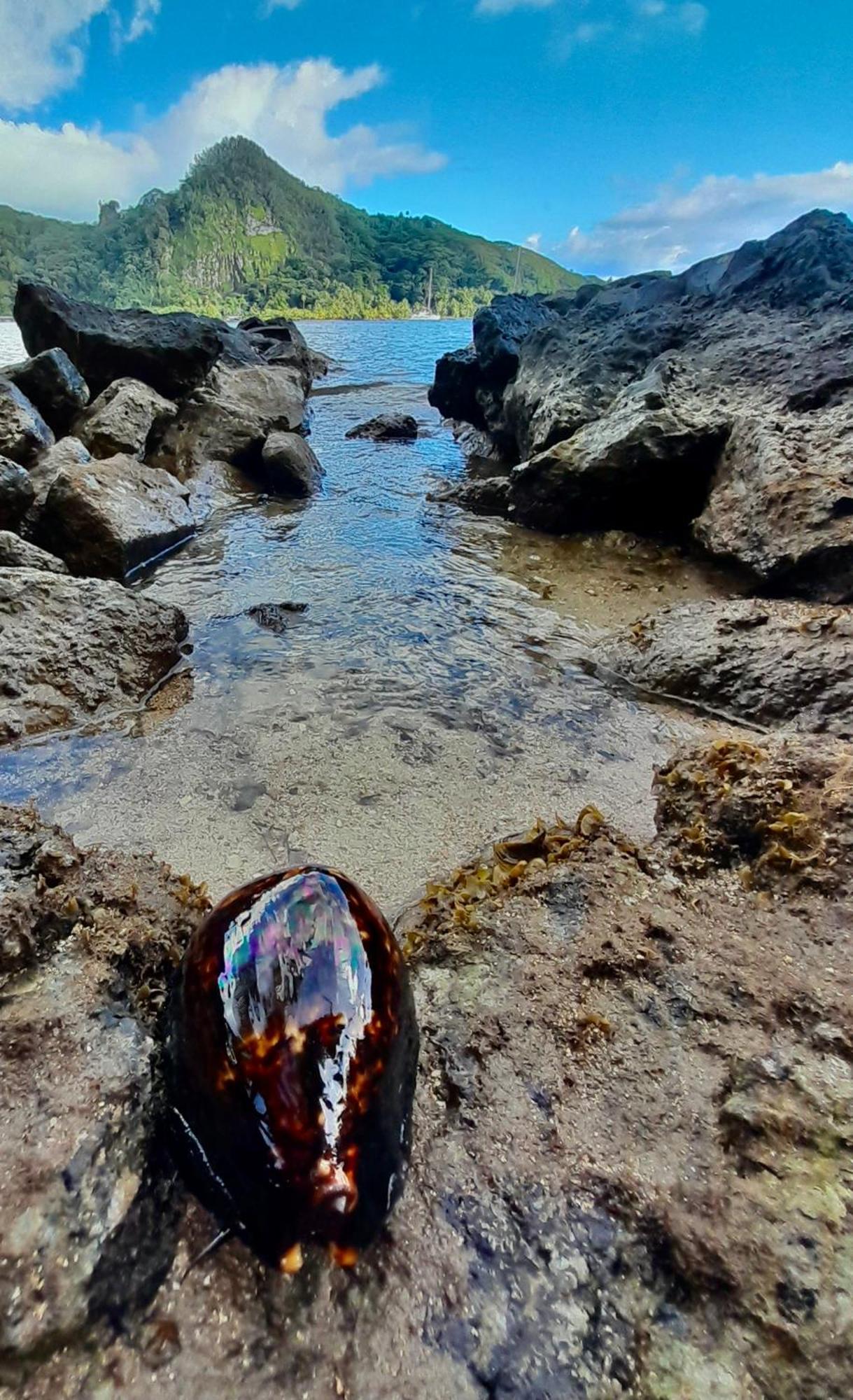 Raiatea, Opoa, Fare Reve, Bord De Mer Villa Exteriör bild